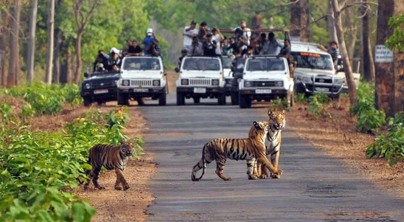 Jim Corbett Safari Package