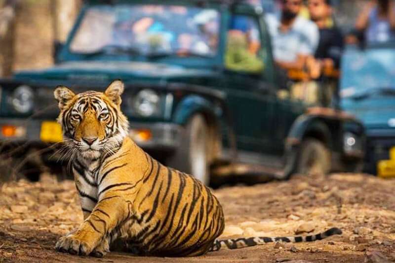 Jim Corbett Safari Package