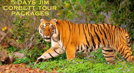 Jim Corbett Tour Packages